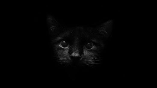 black cat