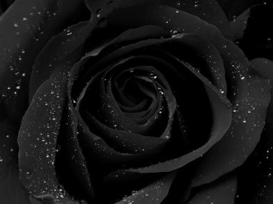 black rose